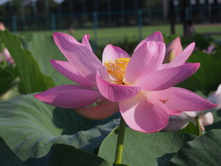 鮮やかなピンクの蓮