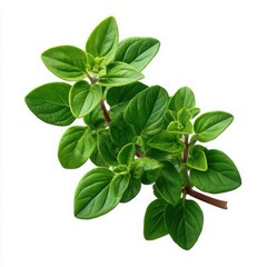 Obraz premium Fresh Oregano Herb Sprig on White Background green