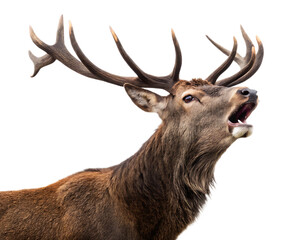 A majestic red deer stag with large antlers roaring isolated on a black background in a close up shot
