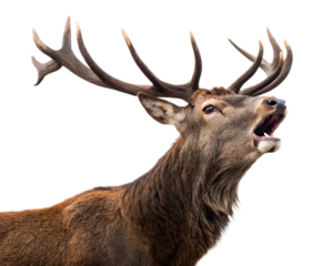 A majestic red deer stag with large antlers roaring isolated on a black background in a close up shot
