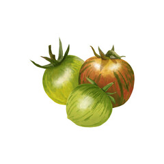 Three tomatoes. A picture of three tomato fruits in green and red on a transparent background.