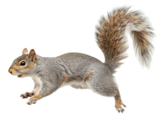 A gray squirrel with a bushy tail is captured in motion against a black background in a studio shot