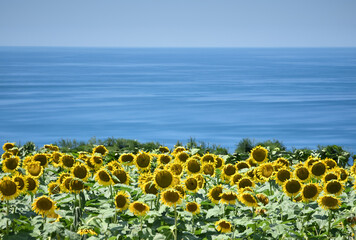 Obraz premium sunflower on clear sky on summrer time