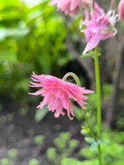 Pink Aquilegia blossoms bloomed in the garden, Aquilegia spring blooms
