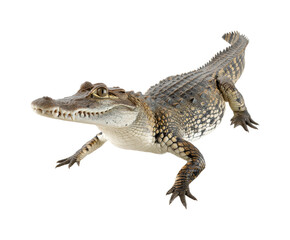 Naklejka premium Crocodile swimming in water wildlife natural habitat, isolated on transparent background, png