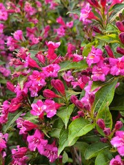 A branch of weigela with beautiful pink flowers against green leaves blooms in the garden.