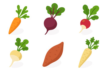 Root vegetables icons set. Isometric flat vector illustration. Farm harvest concept with carrot, beetroot, radish, turnip, sweet potato, parsnip. Healthy organic food.