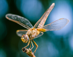 Dragonfly Resting on Branch in Cyprus