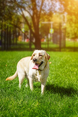 dog labrador retriever fawn color in nature.