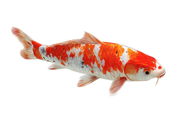 Beautiful Orange and White Koi Fish - Isolated on white transparent background