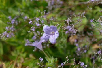 summer flower garden bed background with blue violet flowers and defocused scenic ground