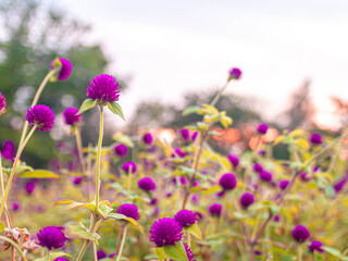 Vibrant Purple Gomphrena Globosa Flowers Against Green Background