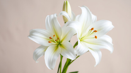 Obraz premium A bouquet of beautiful white frangipani flowers with a touch of yellow sits on a clean white background