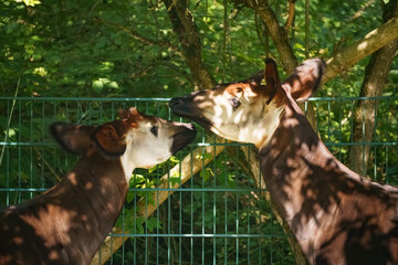 Two Okapis Tenderly Touching Their Faces Through a Green Fence, Surrounded by Dense Foliage and Dappled Sunlight in a Lush Forest Habitat