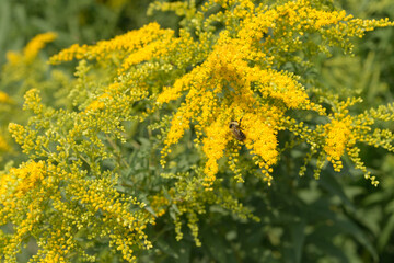 close-up of goldenrod or Solidago in a field outdoors