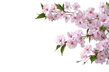 Delicate Pink Cherry Blossom Branches isolated on white transparent background