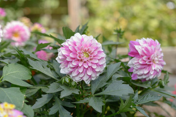 Obraz premium double pink and white tipped miniature dahlia plants in bloom outdoors in a summer garden