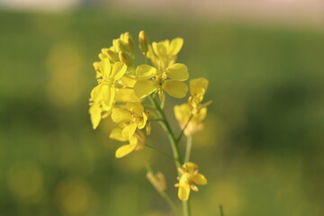 Fototapeta premium Closeup of a vibrant yellow mustard flower in bloom, showcasing its delicate petals against a soft green background