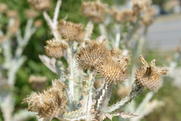Obraz premium close-up of cotton thistle seed heads (onopordum acanthium)