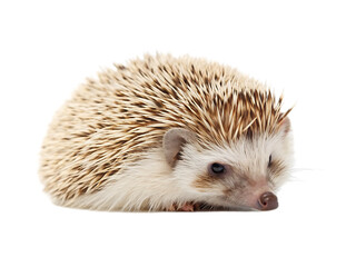 Obraz premium A close up shot of a hedgehog with its quills visible against a black background in studio lighting