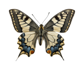 Captivating butterfly nature light, isolated on transparent background, png