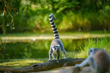 Fototapeta premium A Curious Ring-Tailed Lemur Exploring a Fallen Log Near a Serene Water Body, With a Strikingly Bold Tail Raised High and Lush Green Background Enhancing the Scene