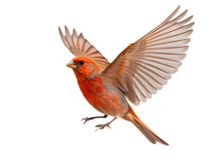 A vibrant orange bird with outstretched wings isolated against a black background in flight mode