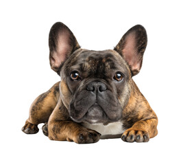Obraz premium French bulldog relaxing indoors pet cozy home environment, isolated on transparent background, png