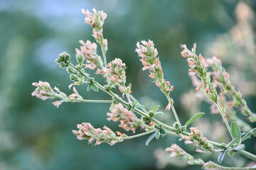 イヌハギ　Tomentose Bush Clover	