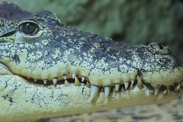Crocodile in terarium, keeping a crocodile in captivity.