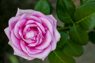 Beautiful pink rose in the garden