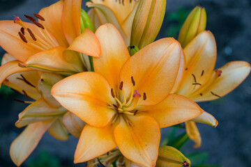 Fototapeta premium Orange lily flowers. Bright orange lilies in full bloom. Stamens, pollen and pistil of an orange lily close-up.