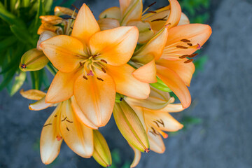 Obraz premium Orange lily flowers. Bright orange lilies in full bloom. Stamens, pollen and pistil of an orange lily close-up.
