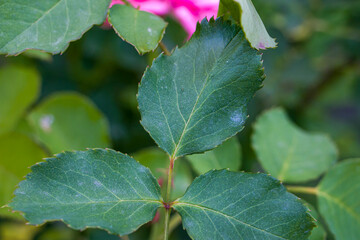 Rose leaves affected by powdery mildew. White powdery mildew on garden rose leaves. Rose diseases. Powdery mildew.