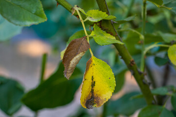 Rose leaves affected by black spot. Rose leaves showing symptoms of the fungal disease. Black spot of roses, a disease caused by the fungus Diplocarpon rosae.