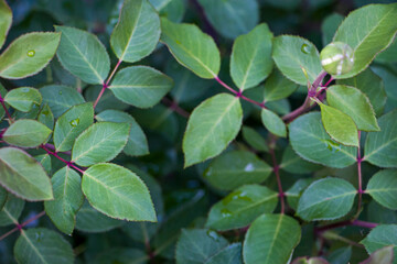 Beautiful green leaves of a rose bush growing outdoors. Top view
