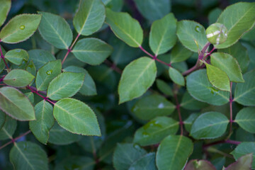 Beautiful green leaves of a rose bush growing outdoors. Top view
