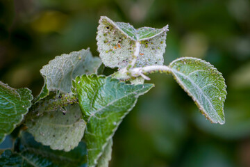 Green apple aphid. Spiraea aphid. Aphids on apple tree leaves