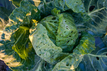 Obraz premium Cabbage pests. Fresh cabbage with many leaves damaged by pests. Cabbage leaves eaten by pests. Crop failure, concept of poor cabbage harvest.