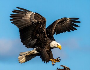Bald eagle in flight, landing