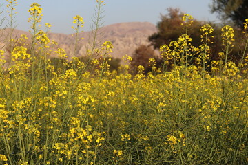 Expansive field of yellow mustard flowers under a clear sky with distant hills