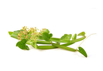 Cissus quadrangularis L. , pirandai or veldt grape on white background. Herb for Hemorrhoids.