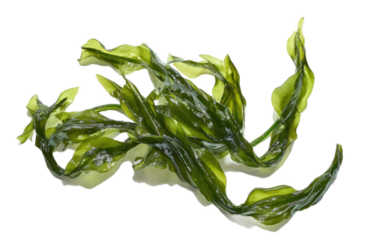 Fresh Green Seaweed Strands Isolated on White Transparent Background