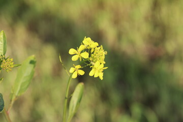 A single stem of yellow wildflowers with a blurred green background, capturing natural beauty