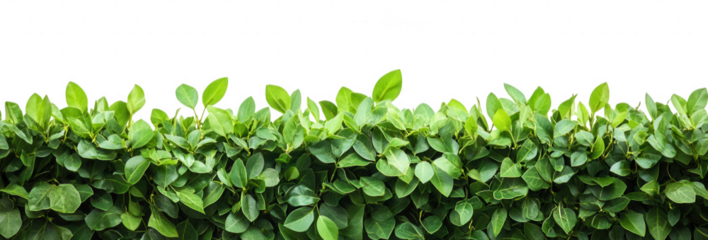 Green hedge isolated on transparent background