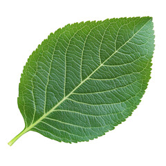 A single green leaf with prominent veins, isolated on a transparent background