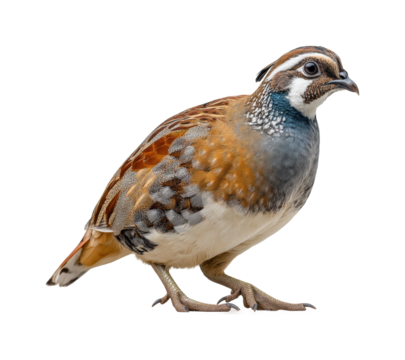 Quail walking gracefully natural habitat wildlife, isolated on transparent background, png