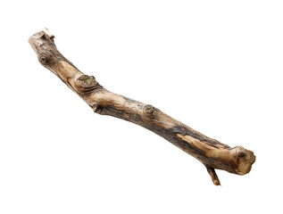 Natural stick found in a forest clearing nature, isolated on transparent background, png