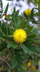 Close-up of bright yellow flower cluster