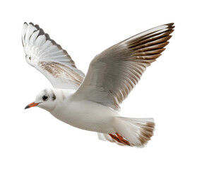 Obraz premium Seagull in flight coastal region animal natural habitat, isolated on transparent background, png